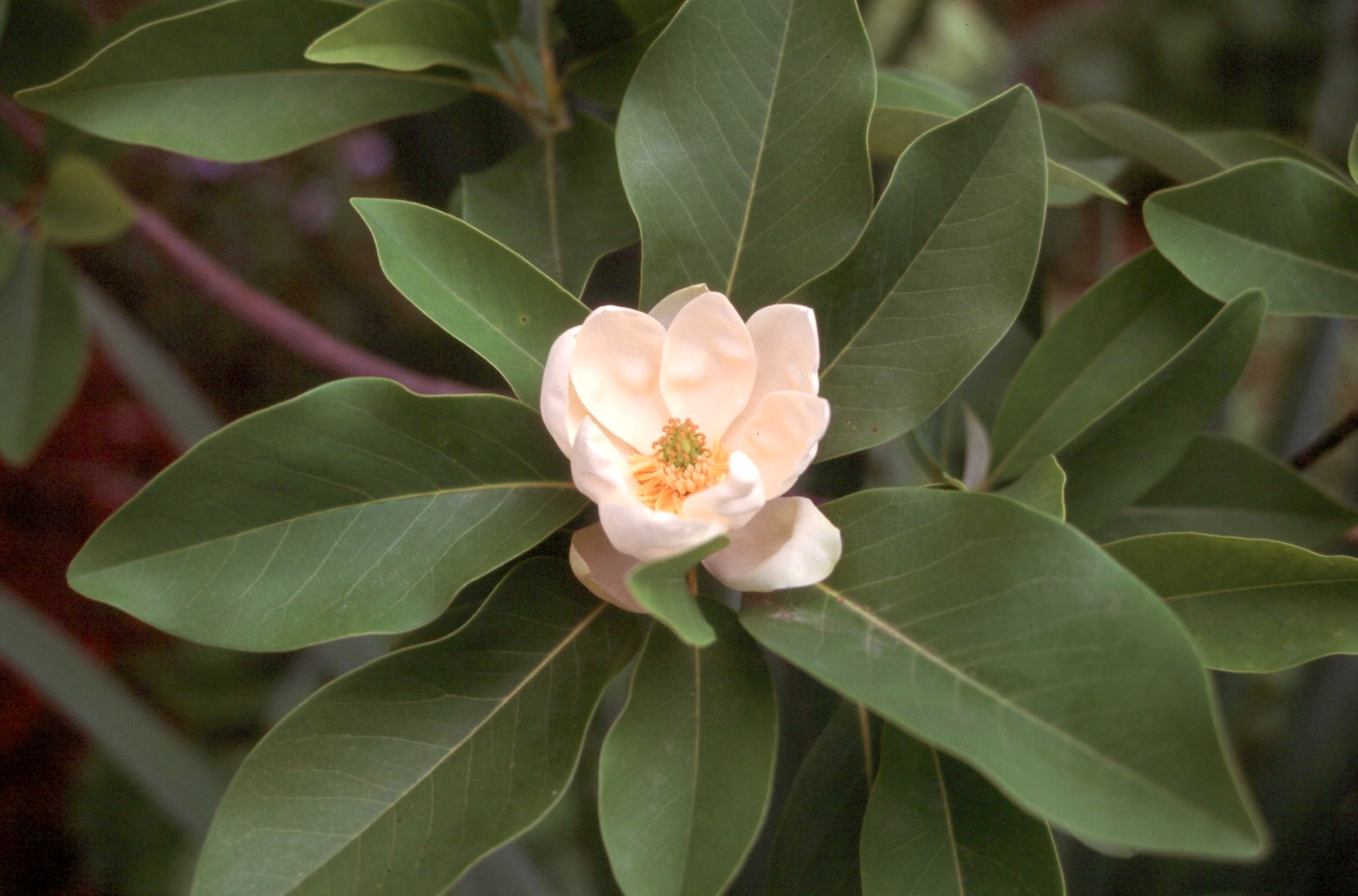 Sweetbay magnolia is an excellent native tree